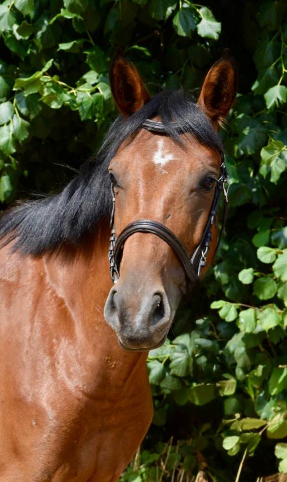Adorable Hongre 4 ans 1.55m
