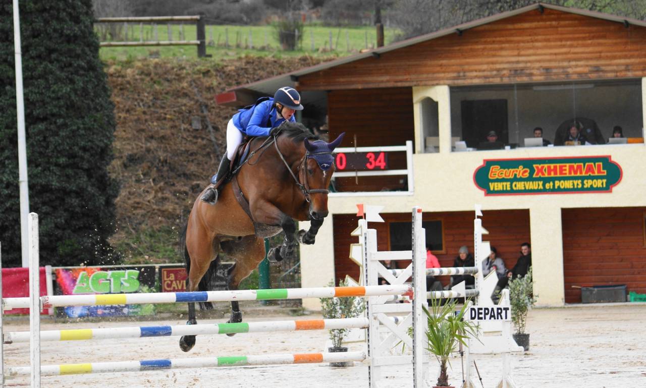 A vendre Hongre SF de 11 ans