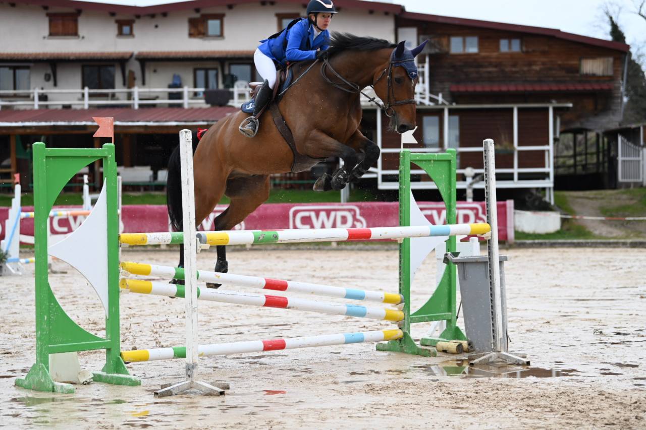 A vendre Hongre SF de 11 ans