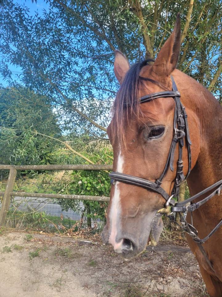 Cheval
