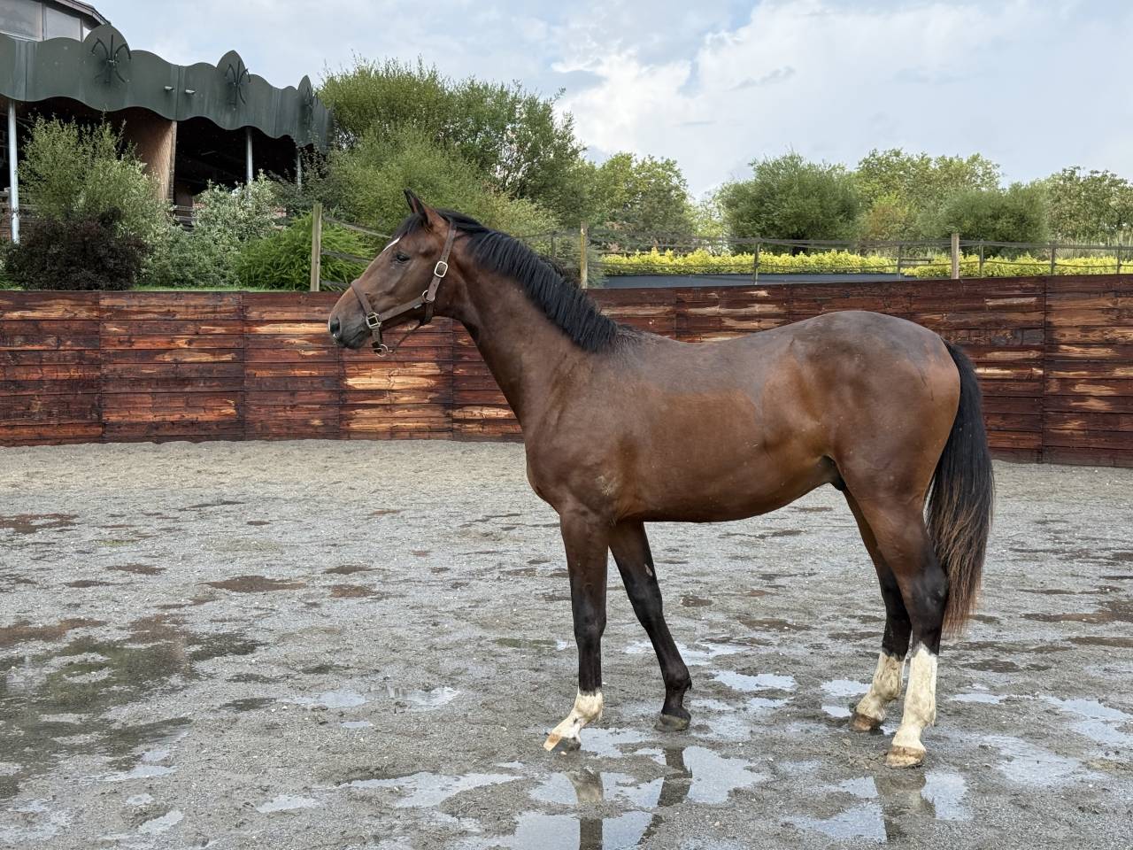 Mâle 1an SF Balou du rouet x Montender