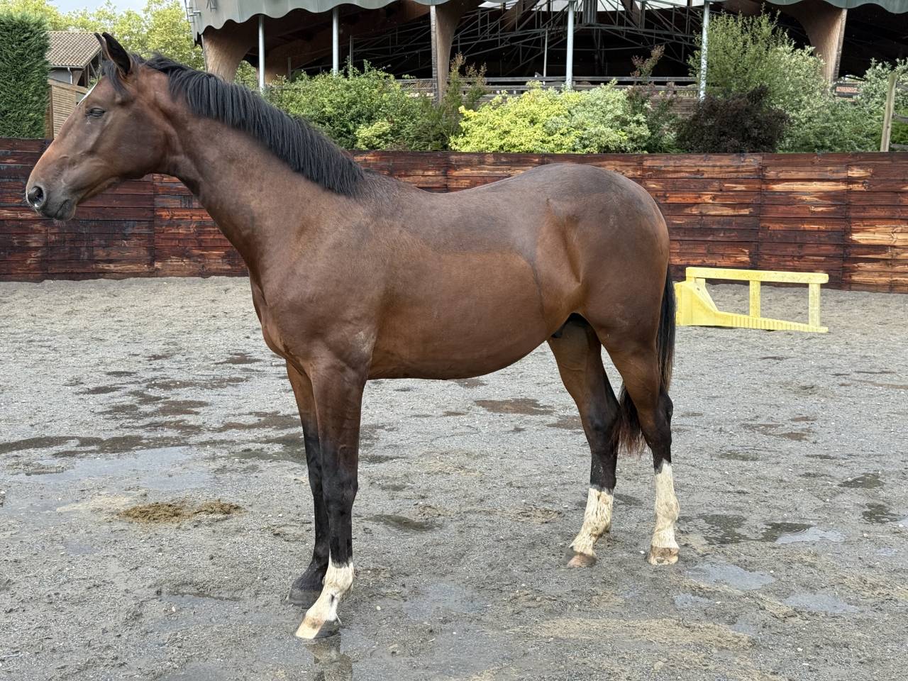 Mâle 1an SF Balou du rouet x Montender