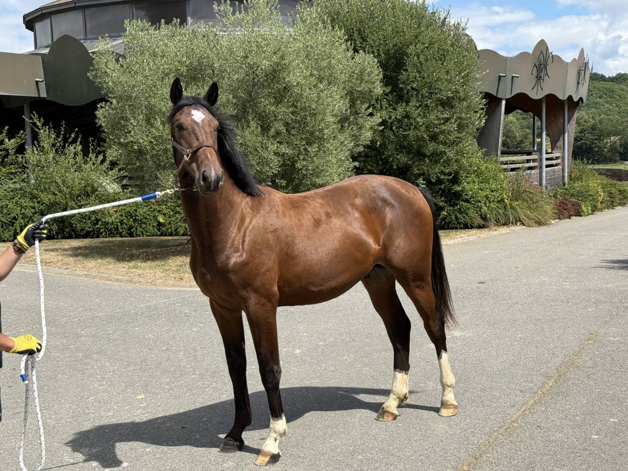 Mâle 1an SF Balou du rouet x Montender