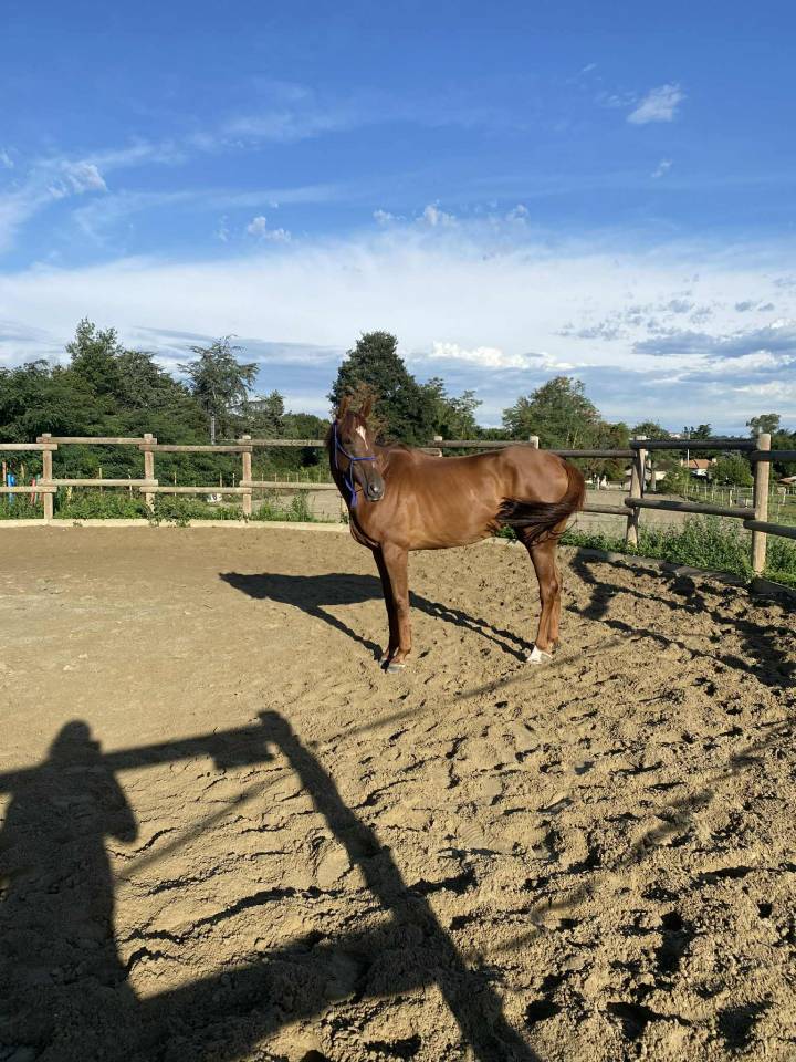 Jument PS de 5 ans à vendre