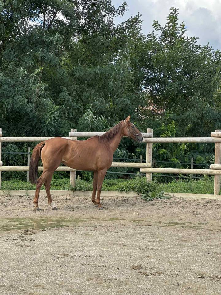 Jument PS de 5 ans à vendre