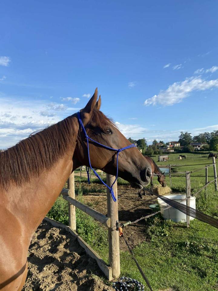 Jument PS de 5 ans à vendre