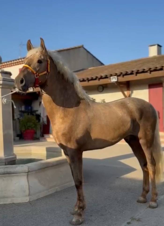 PRE entier à vendre ONC 3 ans