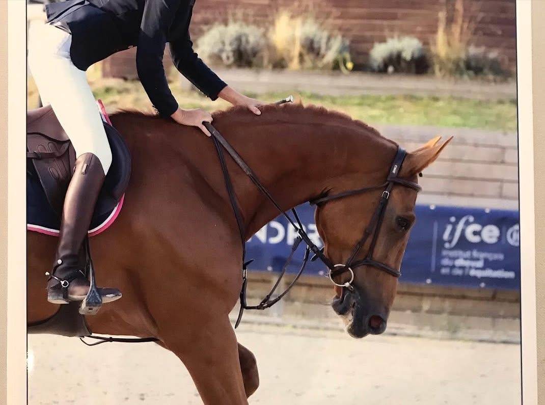8 ans. Selle irlandais  pour am1-elite 