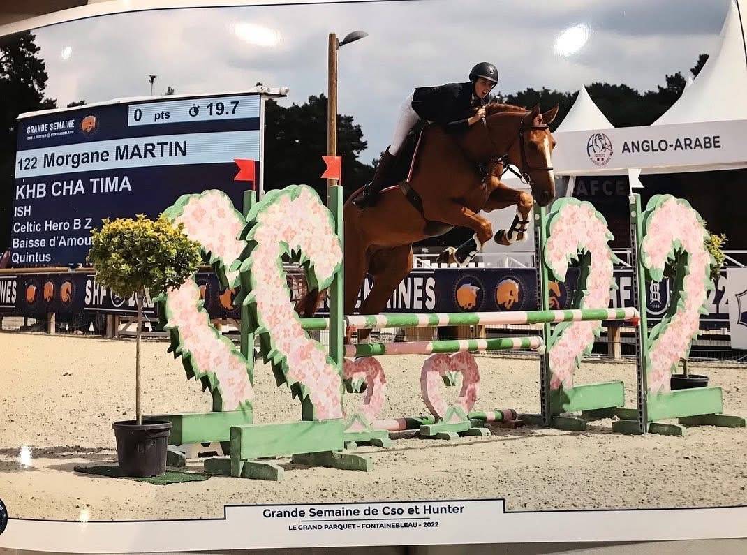 8 ans. Selle irlandais  pour am1-elite 