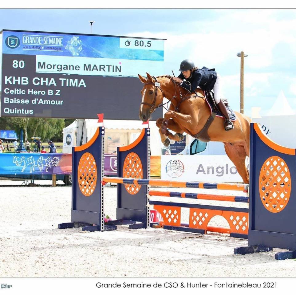 8 ans. Selle irlandais  pour am1-elite 