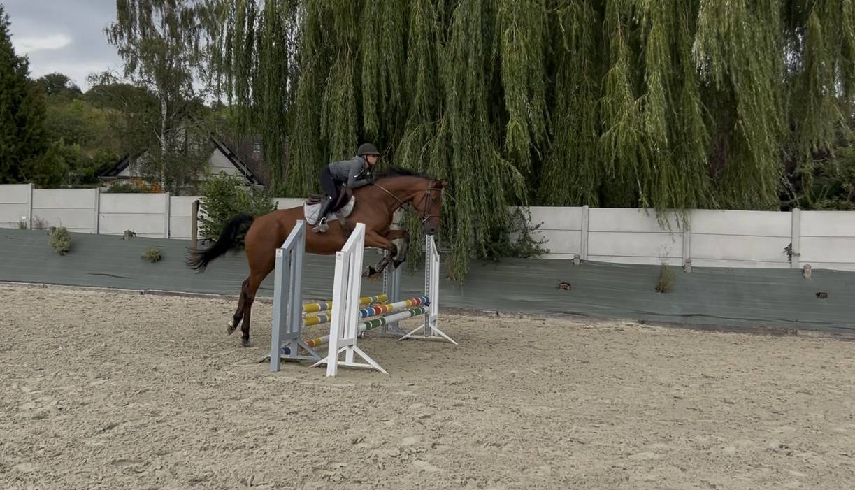 Gentil cheval à louer demi ou pension complète 