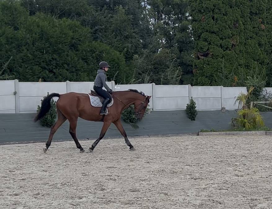 Gentil cheval à louer demi ou pension complète 