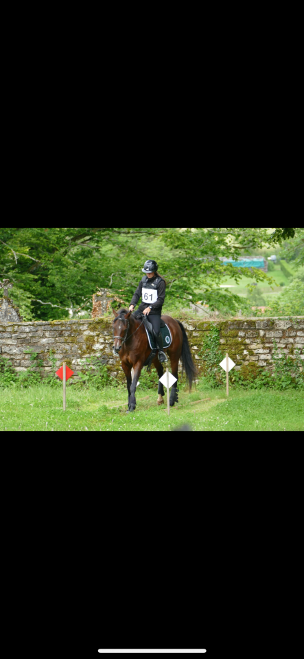 Jolie jument anglo arabe