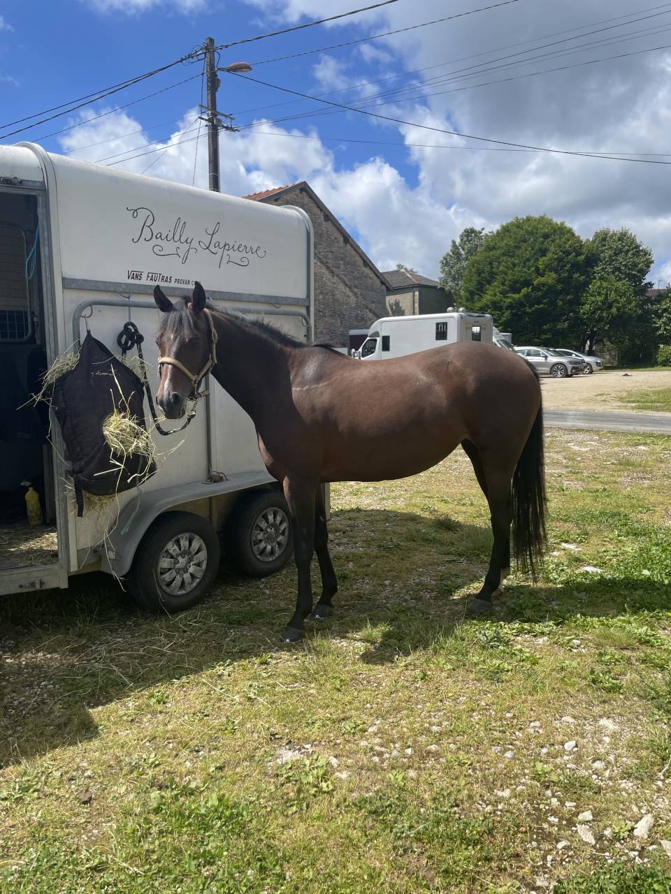 Jolie jument anglo arabe