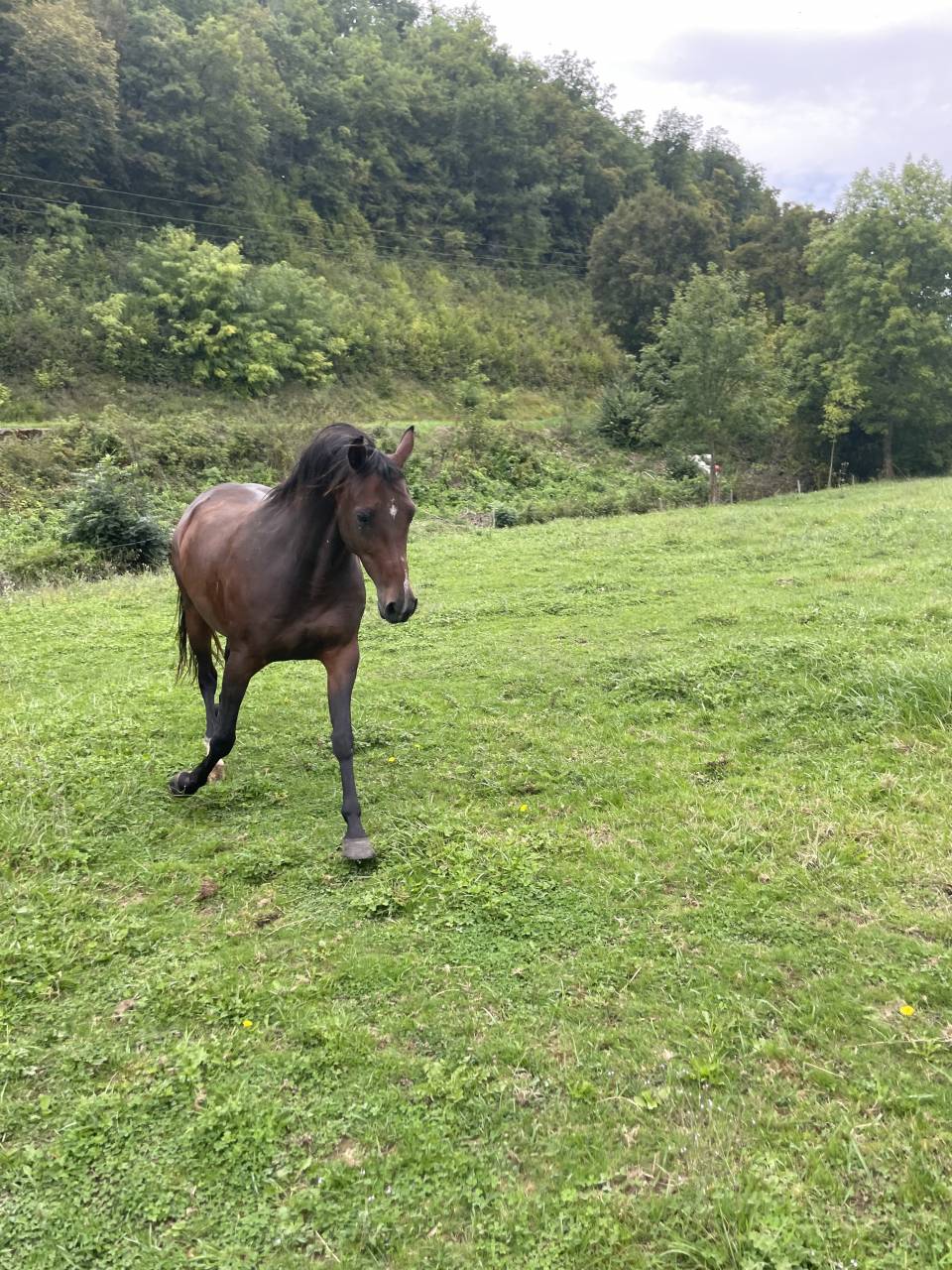 Jolie jument anglo arabe