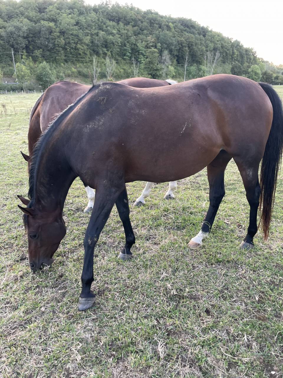 Jolie jument anglo arabe