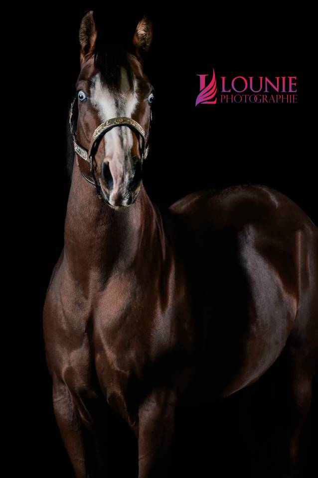placement exceptionnel  jument quarter horse de coeur