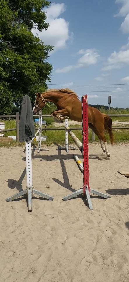 Ponette français de selle, femelle de 2 ans
