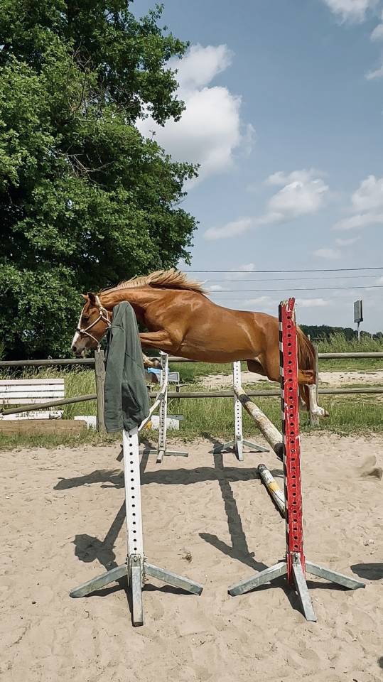 Ponette français de selle, femelle de 2 ans