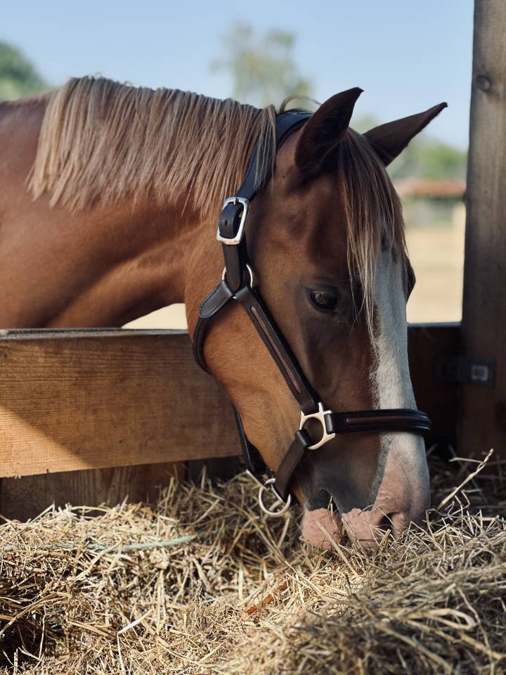 Ponette français de selle, femelle de 2 ans