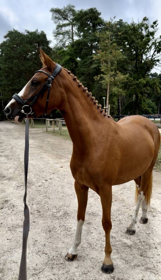 Ponette français de selle, femelle de 2 ans