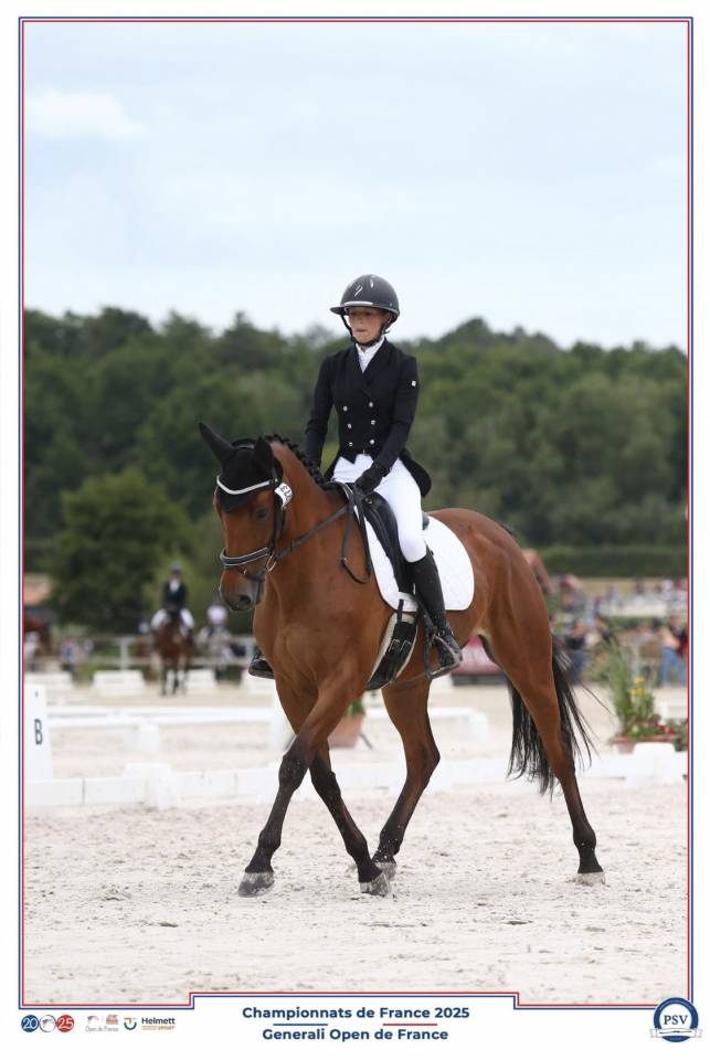 Hongre cso dressage selle francais 11 ans