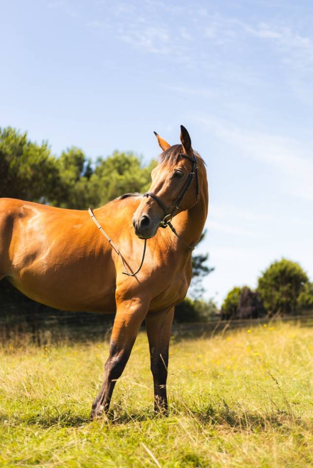 Hongre cso dressage selle francais 11 ans