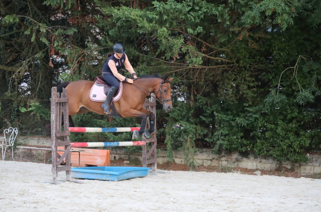 Hongre cso dressage selle francais 11 ans