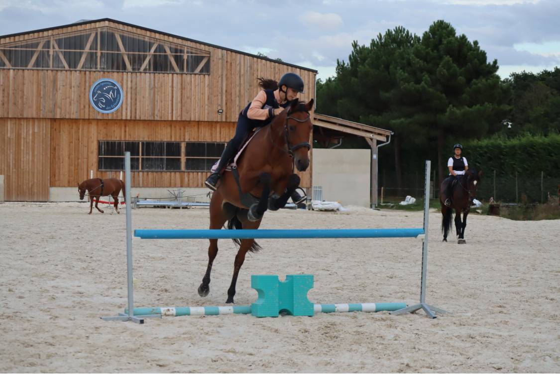 Hongre cso dressage selle francais 11 ans