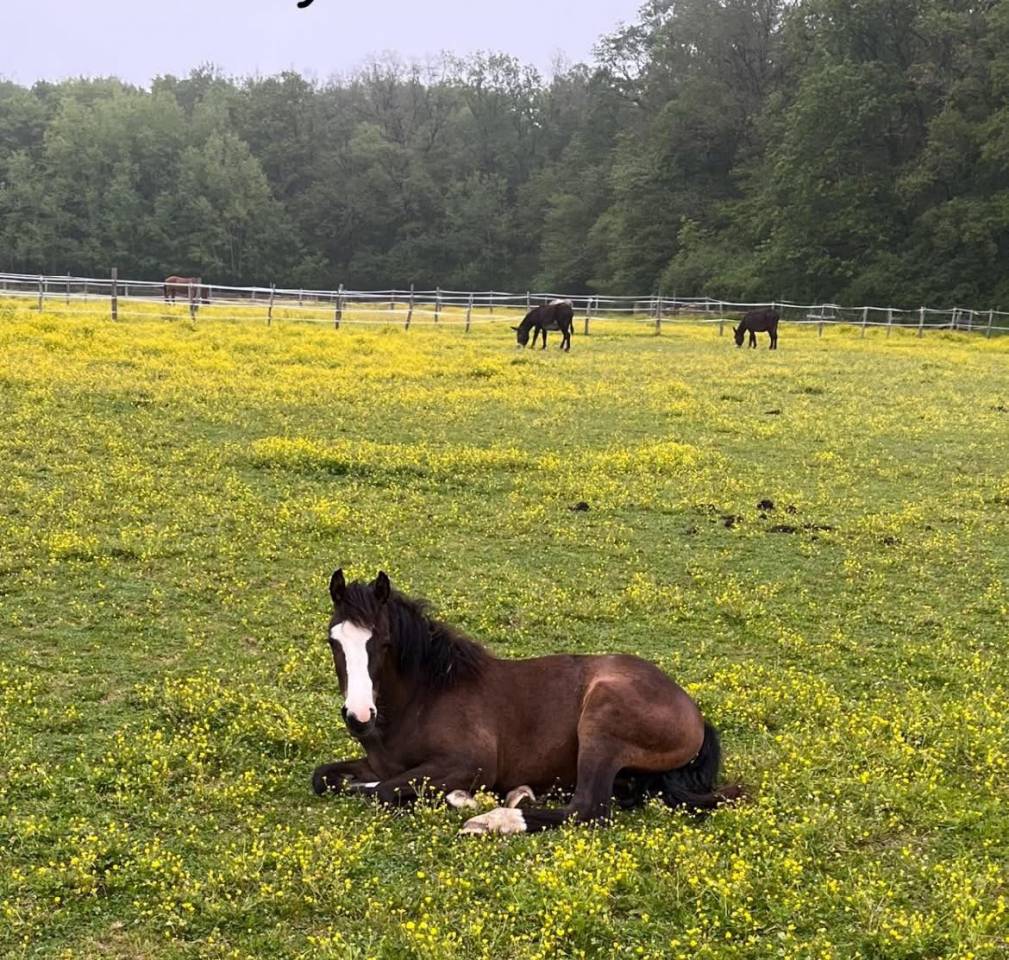 Pensions chevaux - Ferme &eacute;questre de Beauregard - 89350