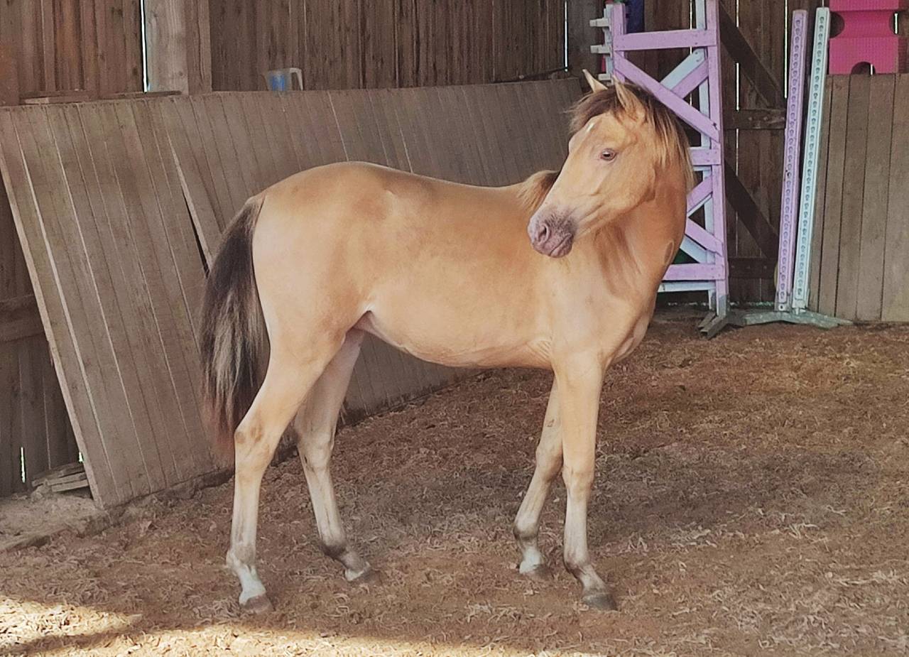 Poulain 1 an champagne 