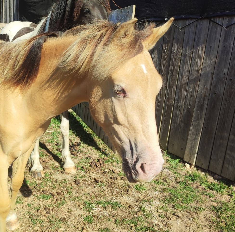 Poulain 1 an champagne 