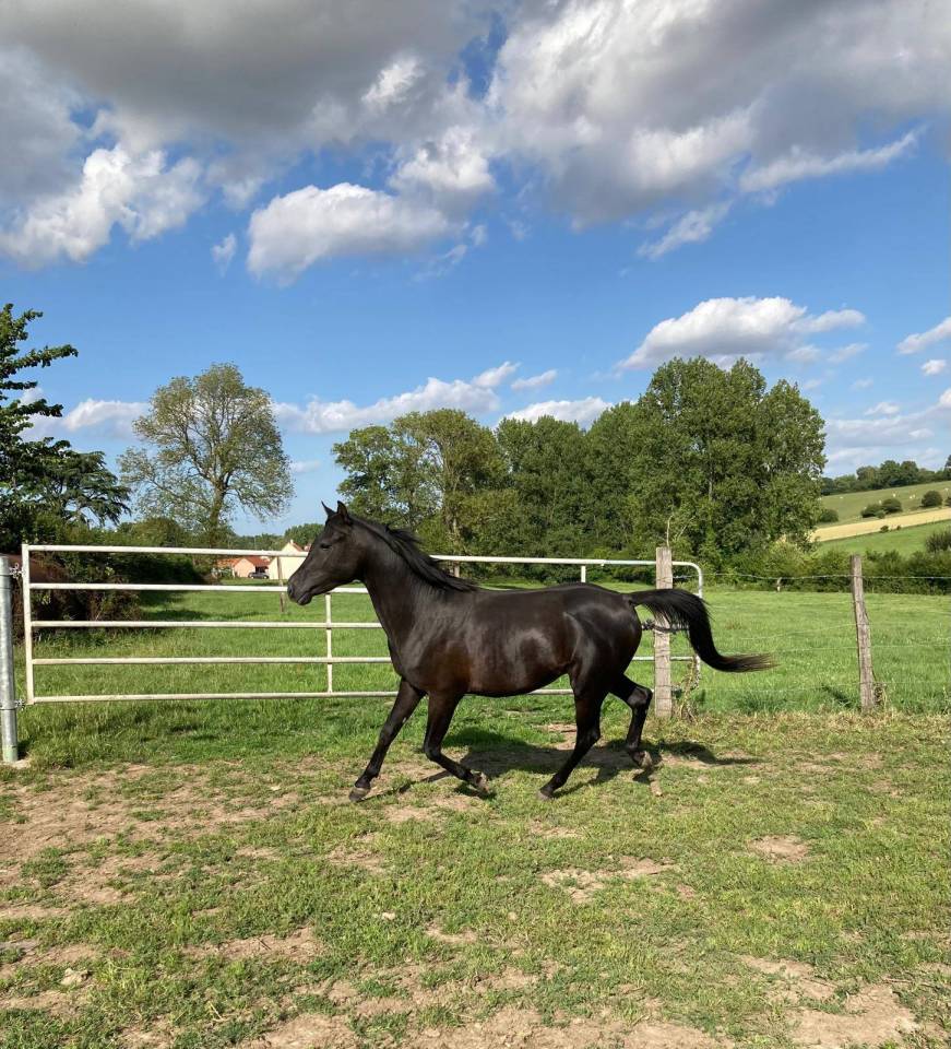 Mâle Pur Sang Arabe Noir 