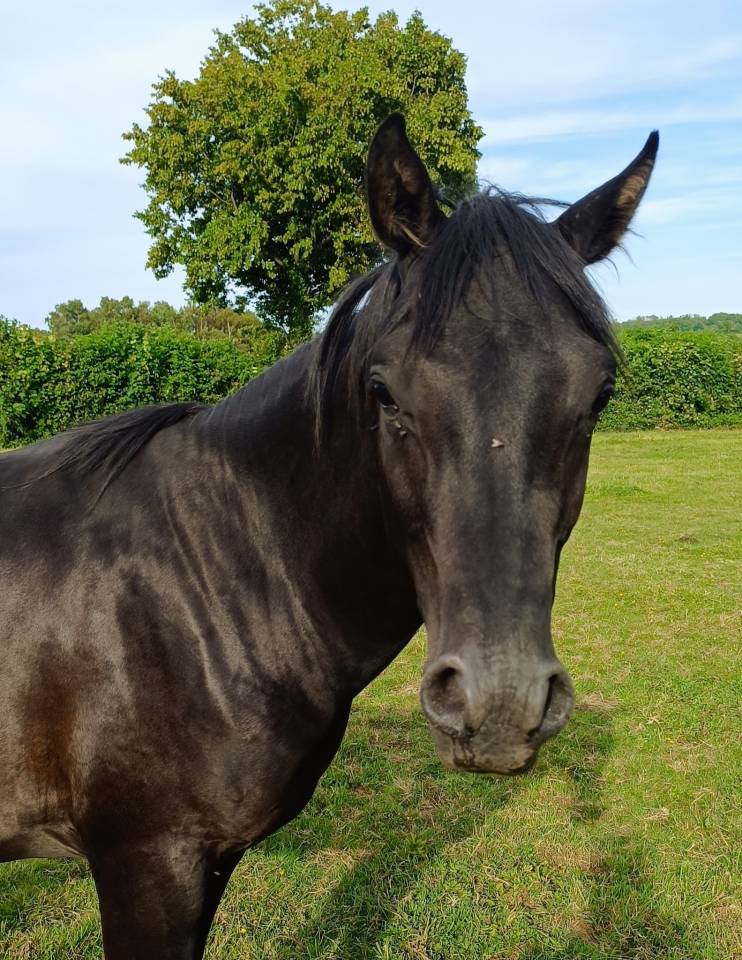 Mâle Pur Sang Arabe Noir 