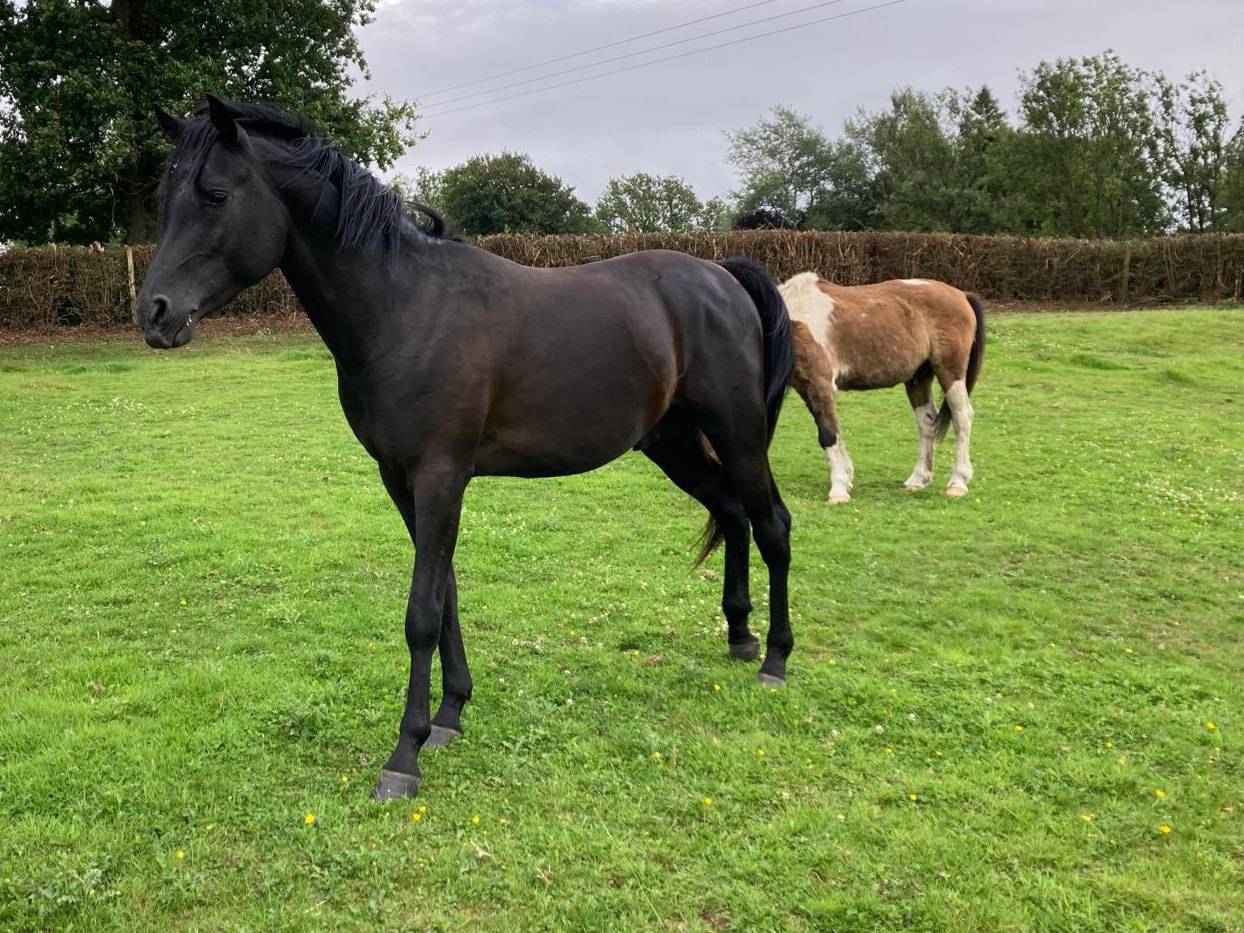 Mâle Pur Sang Arabe Noir 