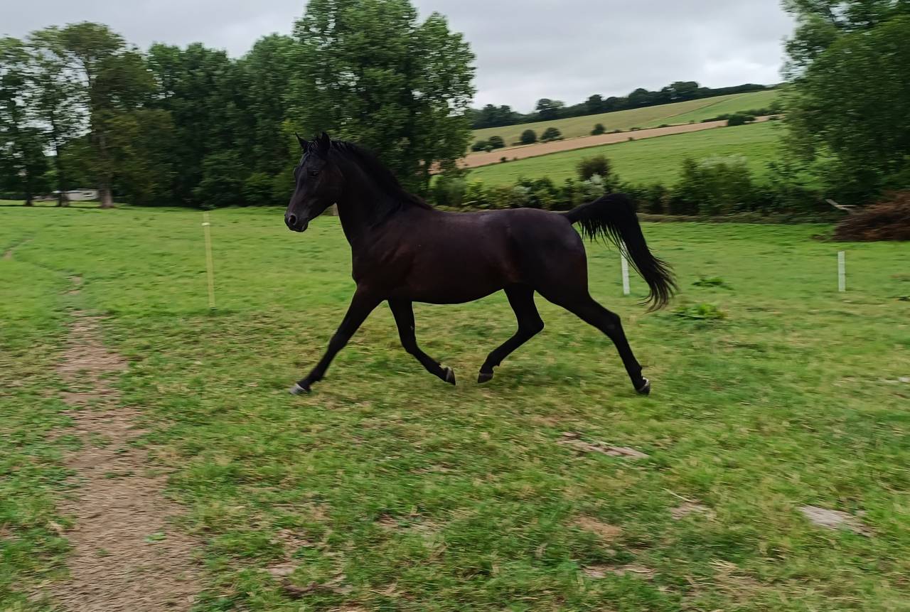 Mâle Pur Sang Arabe Noir 