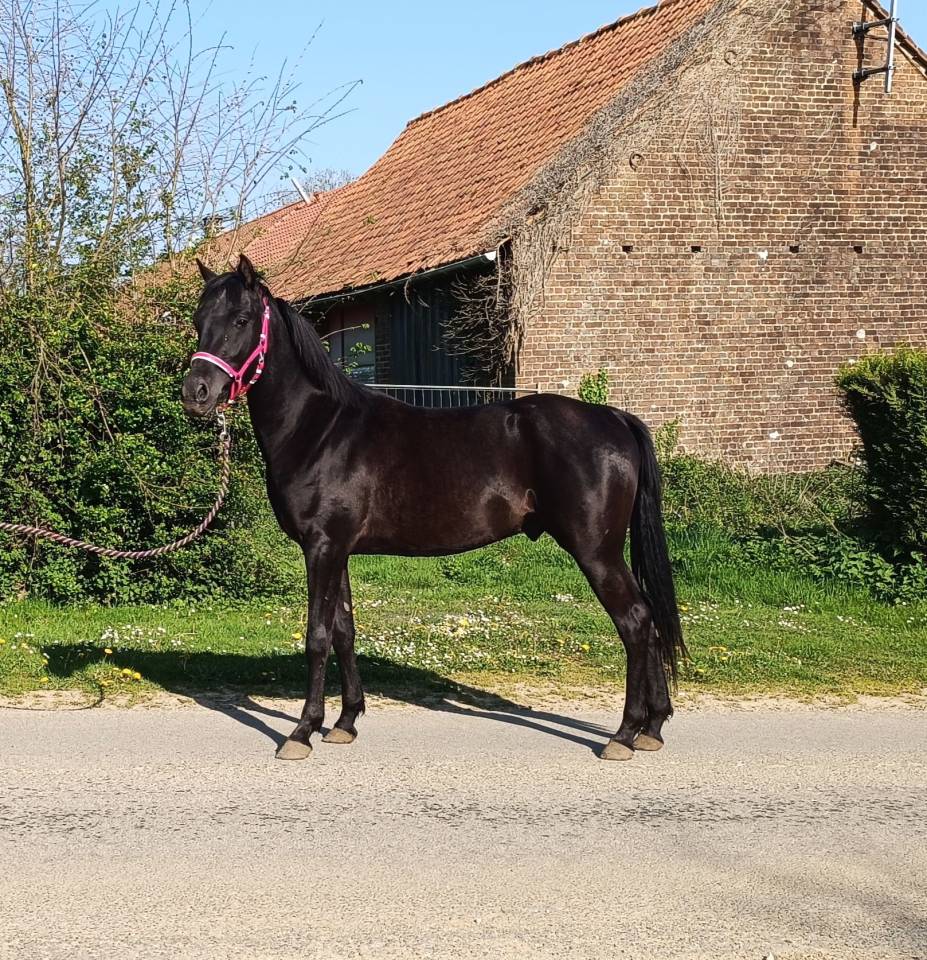 Mâle Pur Sang Arabe Noir 