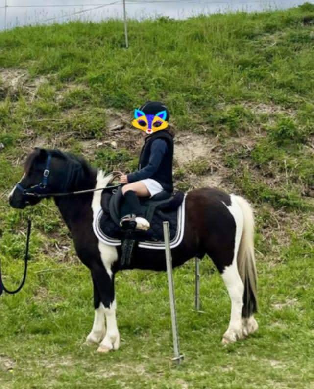 Poney Welsh Part-bred