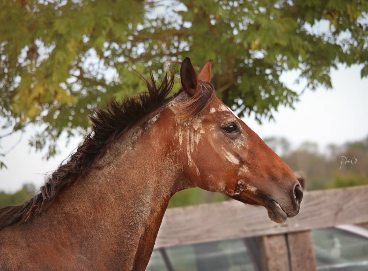 Confiage avec option de don - Jument de loisir