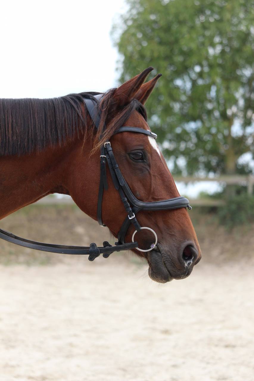 Confiage avec option de don - Jument de loisir