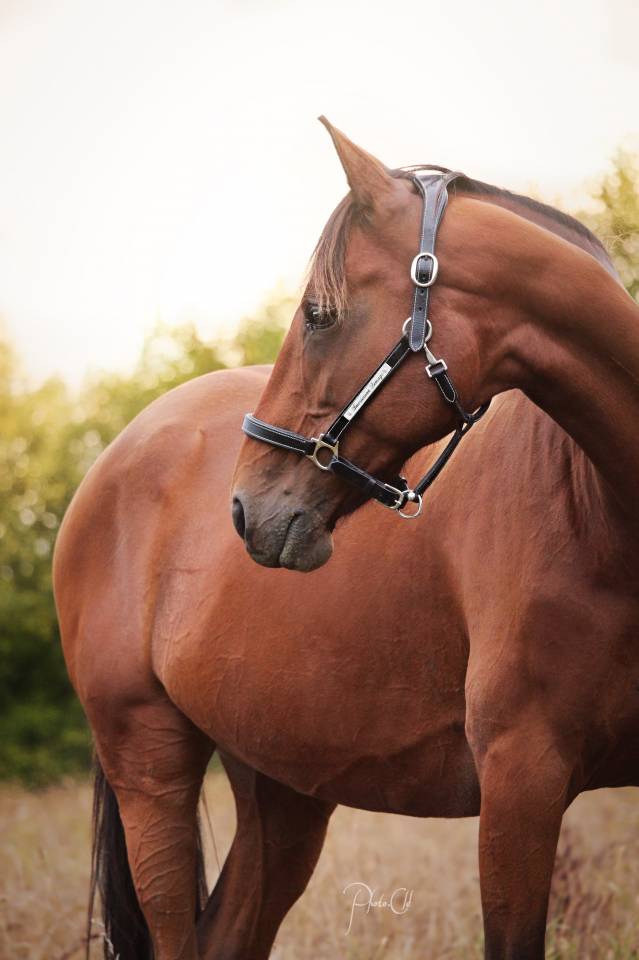 Confiage avec option de don - Jument de loisir