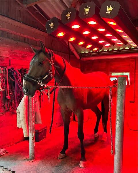 Le Domaine de l'Ondine - Ecuries de propriétaires