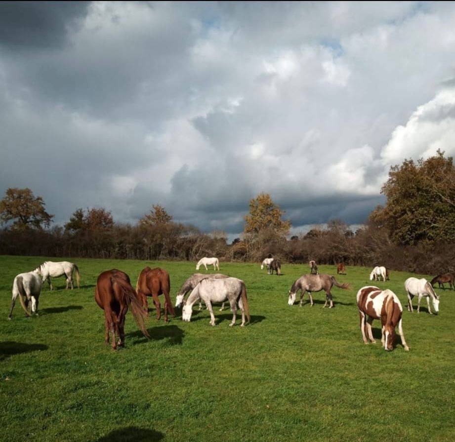 VENDS CHEVAUX ET PONEYS