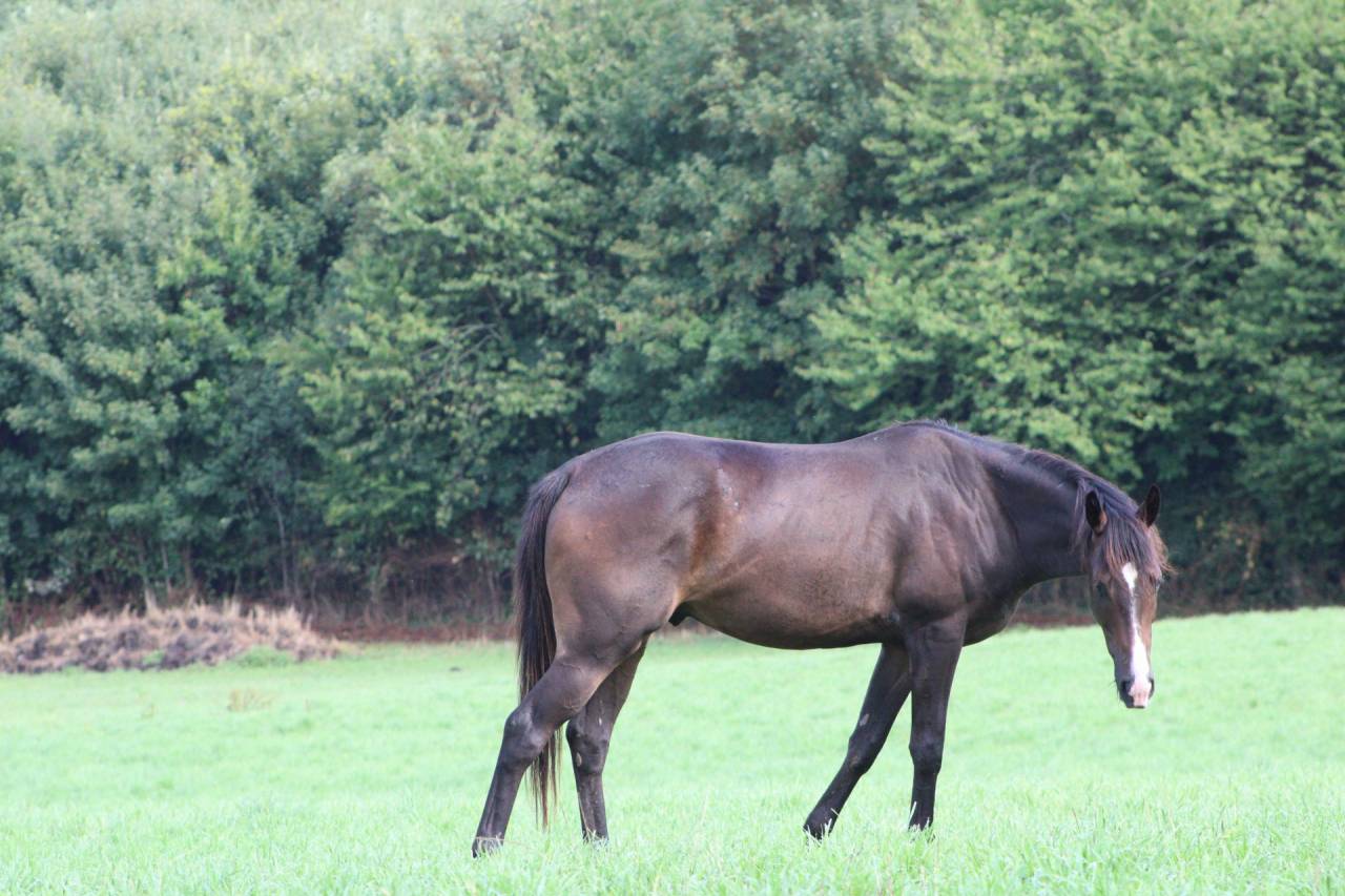 Pur sang / TYPHON DES ROCKS 