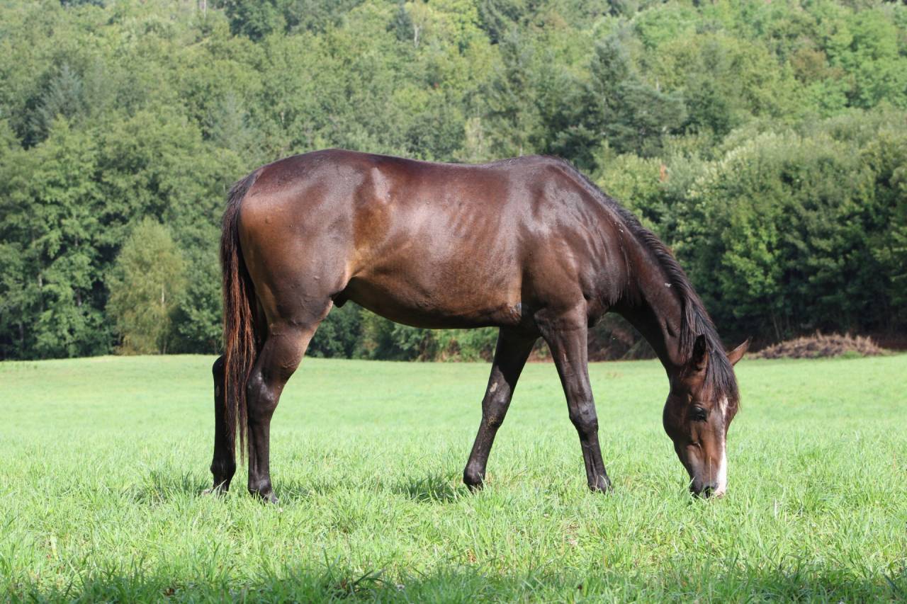 Pur sang / TYPHON DES ROCKS 