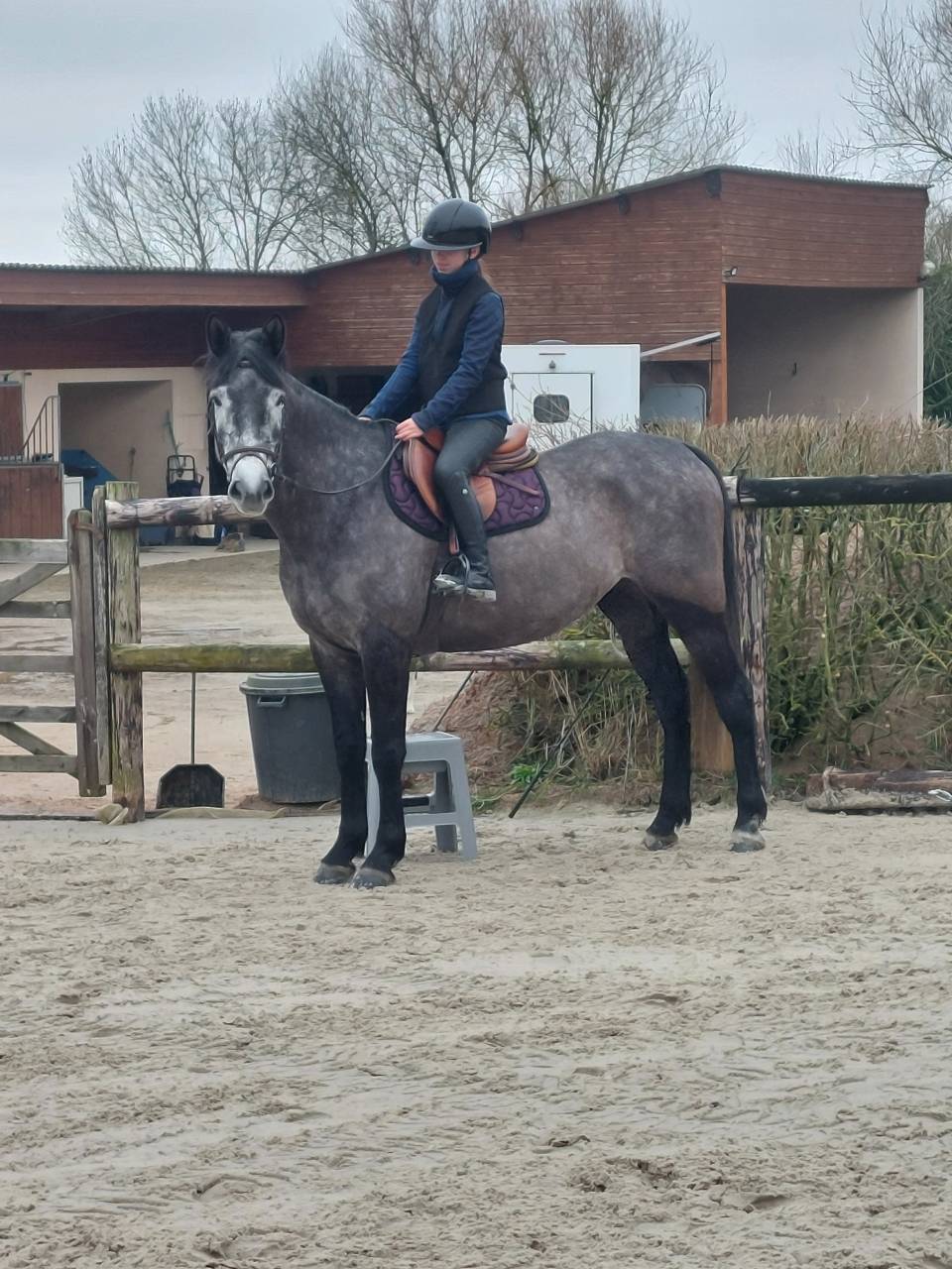 Jument 5 ans top amateur