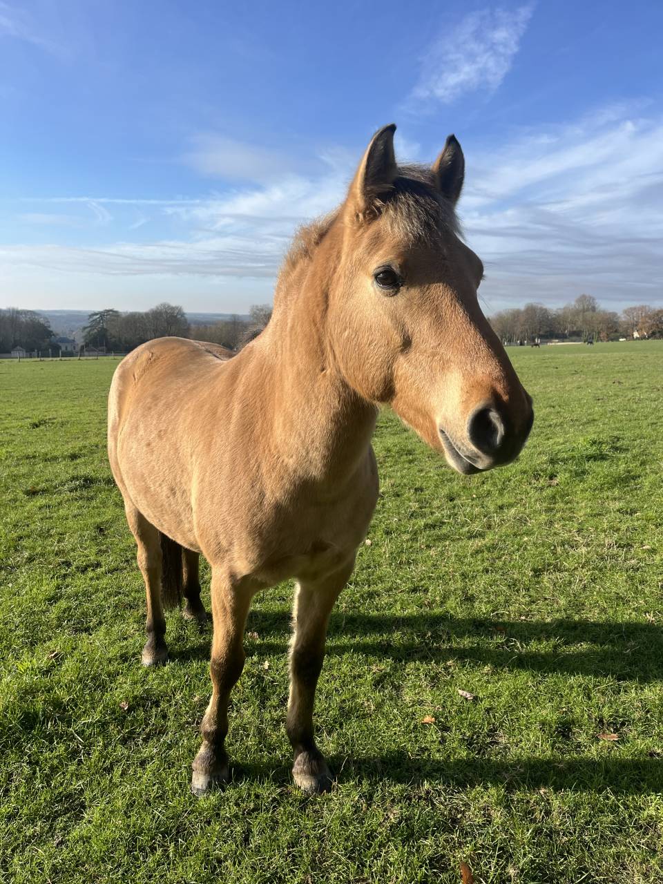 Cheval Fjord x KWPN