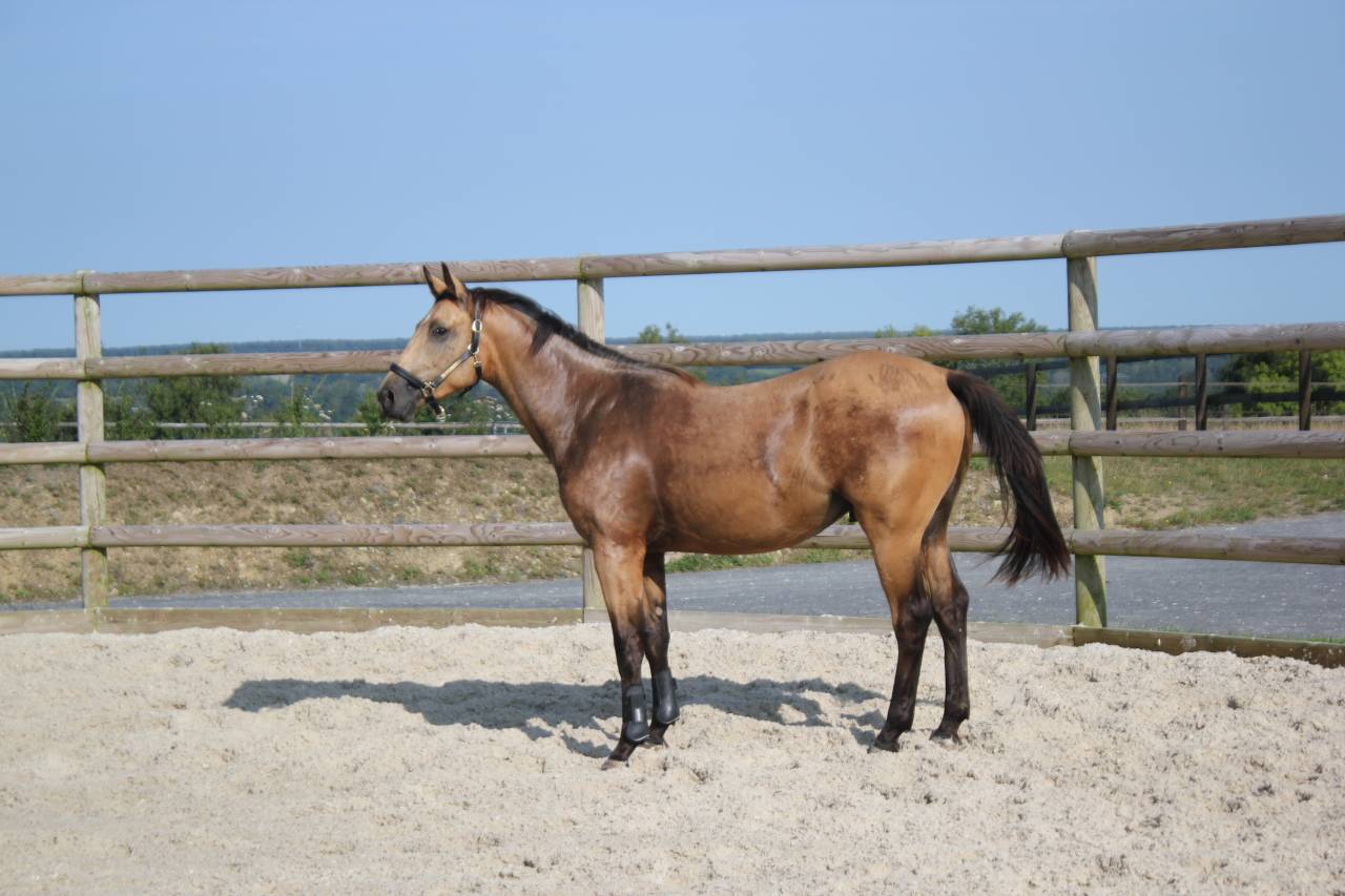 Mâle de 2 ans Selle Français