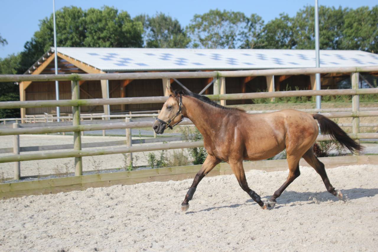Mâle de 2 ans Selle Français