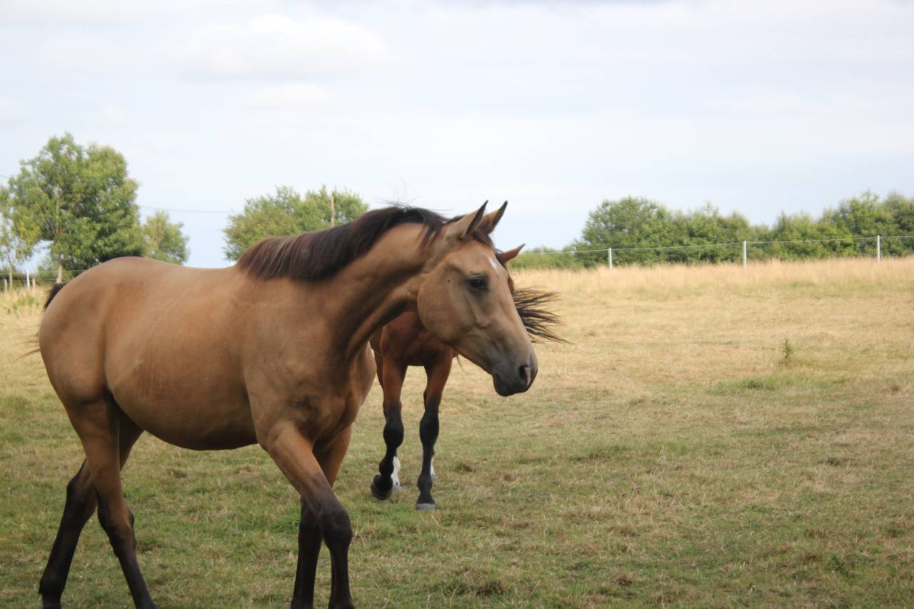 Mâle de 2 ans Selle Français